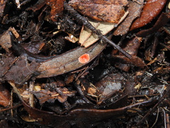Phrurolithidae