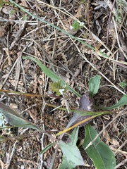 Euphrasia hudsoniana