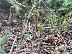 Euphrasia hudsoniana