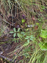 Sanguisorba officinalis