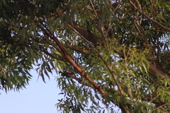 Melanerpes uropygialis