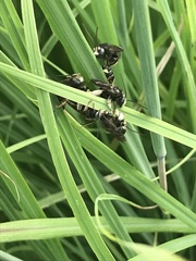 Melissodes bimaculatus