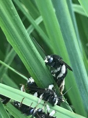 Melissodes bimaculatus