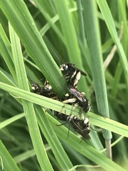 Melissodes bimaculatus