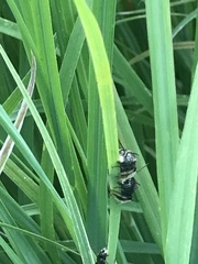 Melissodes bimaculatus