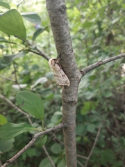 Lymantria dispar dispar