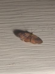 Leptostales ferruminaria