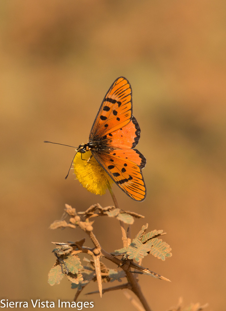 Sykes’ Acraea