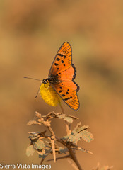 Acraea sykesi