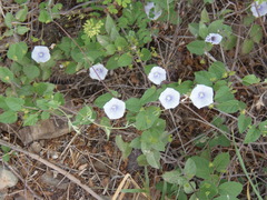Jacquemontia pringlei