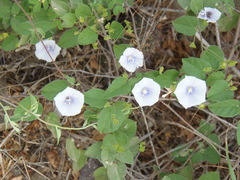 Jacquemontia pringlei