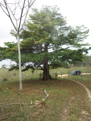 Terminalia amazonia