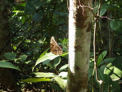 Morpho helenor montezuma