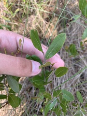 Salix pedicellaris