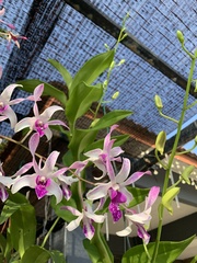 Dendrobium