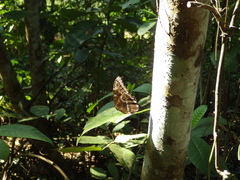 Morpho helenor montezuma