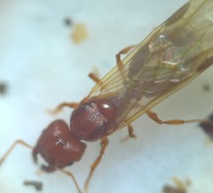 Pheidole pilifera