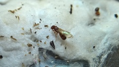 Pheidole pilifera