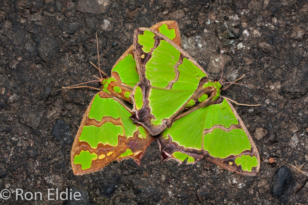 Agathia succedanea