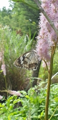 Melanargia epimede