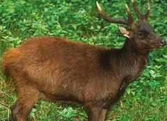 Rusa