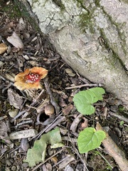 Amanita parcivolvata