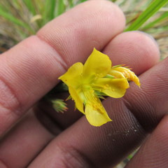 Hypericum strictum