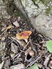 Amanita parcivolvata