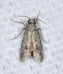 Cacotherapia unipuncta