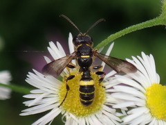 Cerceris atramontensis