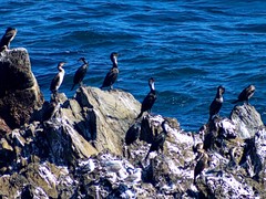 Phalacrocorax capillatus