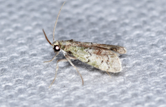 Cacotherapia unipuncta