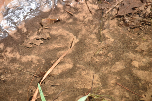 Virgin River Spinedace