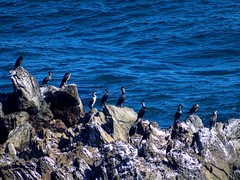 Phalacrocorax capillatus