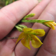 Hypericum strictum