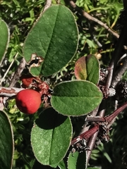Cotoneaster integerrimus