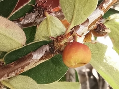 Cotoneaster integerrimus