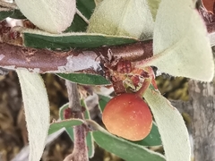 Cotoneaster integerrimus