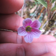 Geranium multiceps