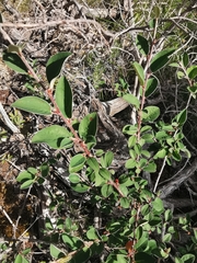 Cotoneaster integerrimus