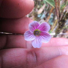 Geranium multiceps
