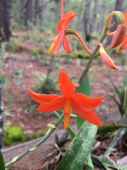 Prosthechea vitellina