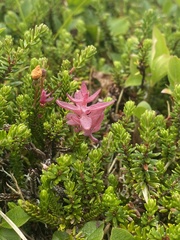 Exobasidium cassiopes