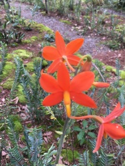 Prosthechea vitellina