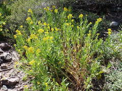 Senecio serra