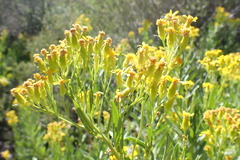 Senecio serra