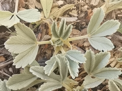 Potentilla cinerea