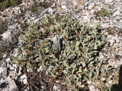 Potentilla cinerea
