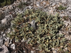 Potentilla cinerea