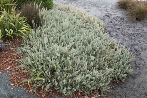 Gray saltbush (Atriplex cinerea)